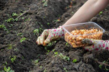 Kadın çiftçinin eli organik sebze bahçesine soğan ekiyor. Toprağa tohum ekiyor. Seçici odak