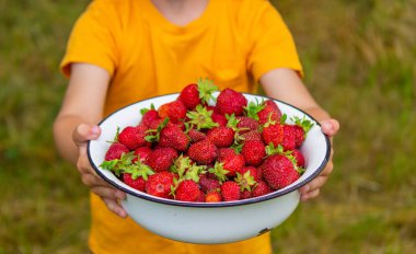Çocuk taze toplanmış çileklerle dolu bir kase tutuyor. Seçici odak