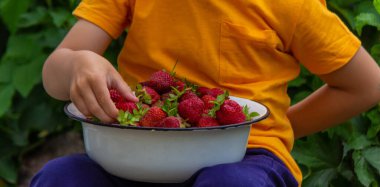 Çocuk taze toplanmış çileklerle dolu bir kase tutuyor. Seçici odak