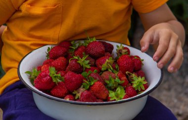Çocuk taze toplanmış çileklerle dolu bir kase tutuyor. Seçici odak