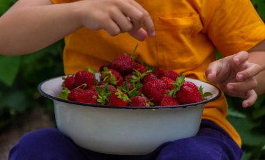 Çocuk taze toplanmış çileklerle dolu bir kase tutuyor. Seçici odak