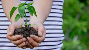 Çiftçi bir bitki, biber tohumu eker. Seçici odak