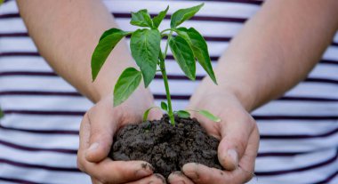 Çiftçi bir bitki, biber tohumu eker. Seçici odak