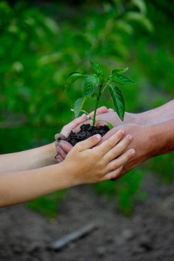 Baba ve çocuk bahçeye bir bitki ekerler. Seçici odak
