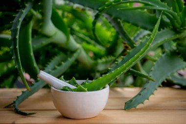 Taze aloe vera ile cilt bakımı için doğal nemlendirici. Seçici odak