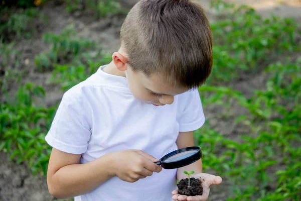 Child Holds Soil Sprout His Hand Looks Magnifying Glass Selective — Stock Photo, Image
