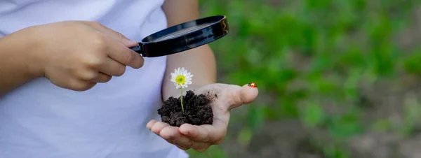 Child Holds Soil Sprout His Hand Looks Magnifying Glass Selective — Stock Photo, Image
