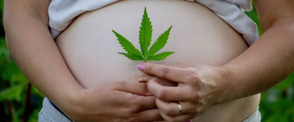 Έγκυος Κοιλιά Φύλλα Κάνναβης Επιλεκτική Εστίαση Άνθρωποι — Φωτογραφία Αρχείου