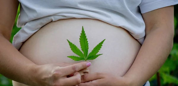 Vientre Embarazada Con Hoja Cannabis Enfoque Selectivo Gente — Foto de Stock