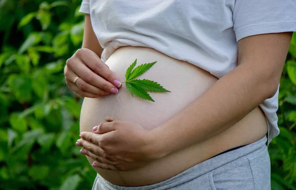 Schwangerer Bauch Mit Cannabisblatt Selektiver Fokus Menschen — Stockfoto
