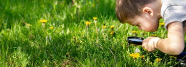 Çocuk büyüteçten çiçeğe bakıyor. seçici odak