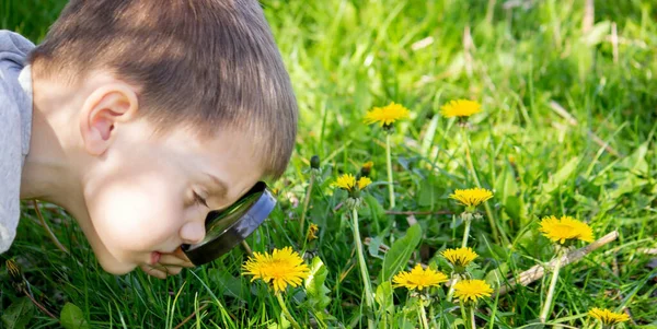 Хлопчик Дивиться Квітку Через Збільшувальний Стакан Вибірковий Фокус — стокове фото