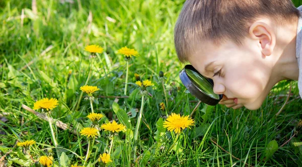 stock image the boy looks at the flower through a magnifying glass. selective focus