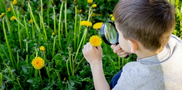 Boy Looks Flower Magnifying Glass Selective Focus — Stock Photo, Image