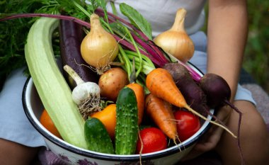 Bahçedeki çocuk elinde taze toplanmış sebzelerle dolu bir kase tutuyor. seçici odak