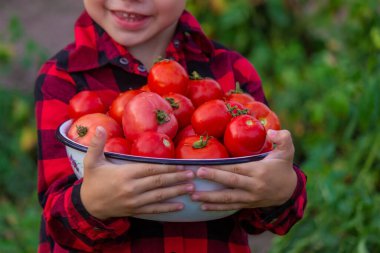 Bahçede elinde bir kase taze toplanmış domates tutan bir çocuk. Seçici odaklanma. Doğa