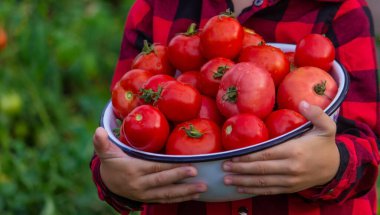 Bahçede elinde bir kase taze toplanmış domates tutan bir çocuk. Seçici odaklanma. Doğa