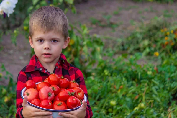 Garçon Dans Jardin Tenant Bol Tomates Fraîchement Cueillies Focalisation Sélective — Photo