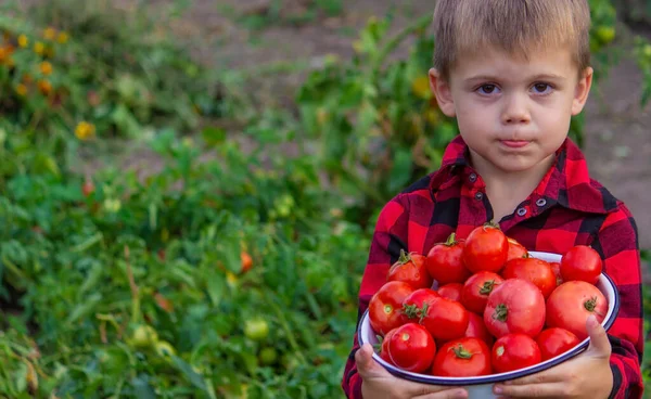 Garçon Dans Jardin Tenant Bol Tomates Fraîchement Cueillies Focalisation Sélective — Photo
