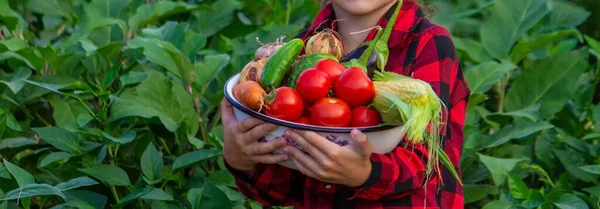 Een Jongen Tuin Met Een Kom Vers Geplukte Tomaten Selectieve — Stockfoto