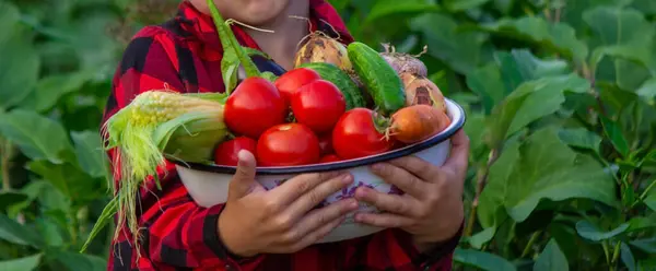 Een Jongen Tuin Met Een Kom Vers Geplukte Tomaten Selectieve — Stockfoto