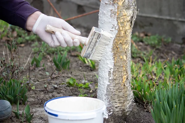 stock image a male farmer covers a tree trunk with protective white paint against pests. Selective focus