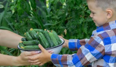 Yeni toplanmış salatalıklar. Seçici odaklanma. Doğa