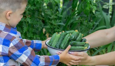 Yeni toplanmış salatalıklar. Seçici odaklanma. Doğa