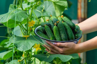 Yeni toplanmış salatalıklar. Seçici odaklanma. Doğa