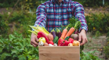 Erkek çiftçi taze sebzelerle dolu bir kutu tutuyor. Seçici odaklanma. Doğa
