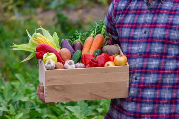 stock image male farmer holding a box with fresh vegetables. Selective focus. Nature