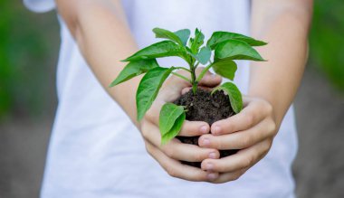 Çocuk elinde bir filiz tutuyor. Seçici odaklanma. Doğa
