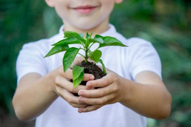 Çocuk elinde bir filiz tutuyor. Seçici odaklanma. Doğa