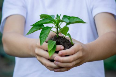 Çocuk elinde bir filiz tutuyor. Seçici odaklanma. Doğa