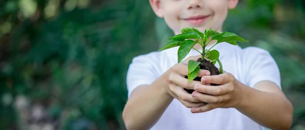 stock image the child holds a sprout in his hands. Selective focus. Nature