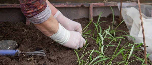 stock image a farmer plants seedlings. Selective focus. Nature