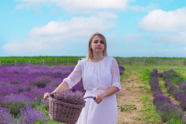 Lavanta tarlasında bir kız. Seçici odaklanma. Doğa