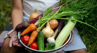 Bir çocuk elinde sebze hasadı tutuyor. Seçici odaklanma. Doğa.