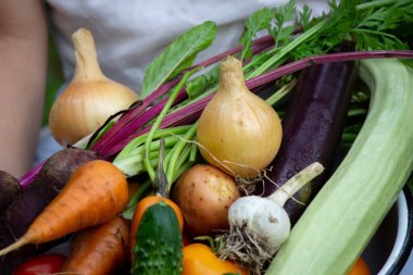 Bir çocuk elinde sebze hasadı tutuyor. Seçici odaklanma. Doğa.
