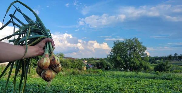 stock image a bunch of fresh onions in the hands of a farmer. Nature. Selective focus