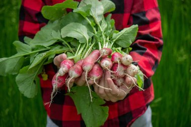 Oğlanın elinde taze koparılmış turplar var. seçici odak