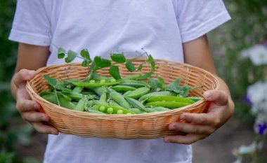 Çocuk taze toplanmış bezelyelerle dolu bir sepet tutuyor. Seçici odak