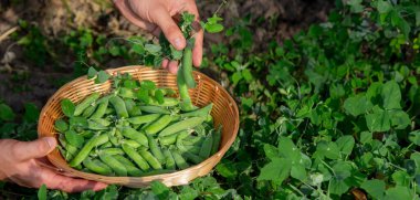 Bir çiftçi sepette bezelye toplar. Seçici odak