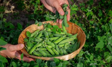 Bir çiftçi sepette bezelye toplar. Seçici odak