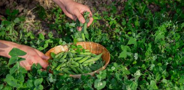 Bir çiftçi sepette bezelye toplar. Seçici odak