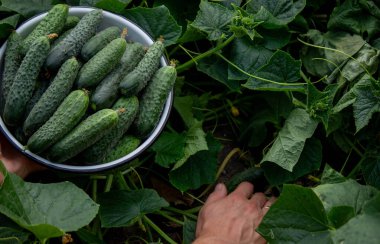 the farmer holds cucumbers in his hands. on the background of the garden. Selective focus