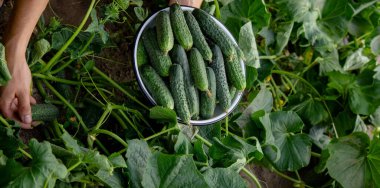 the farmer holds cucumbers in his hands. on the background of the garden. Selective focus