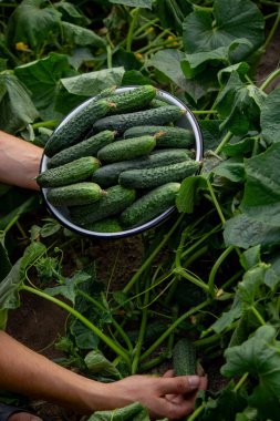 the farmer holds cucumbers in his hands. on the background of the garden. Selective focus