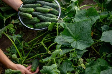 the farmer holds cucumbers in his hands. on the background of the garden. Selective focus