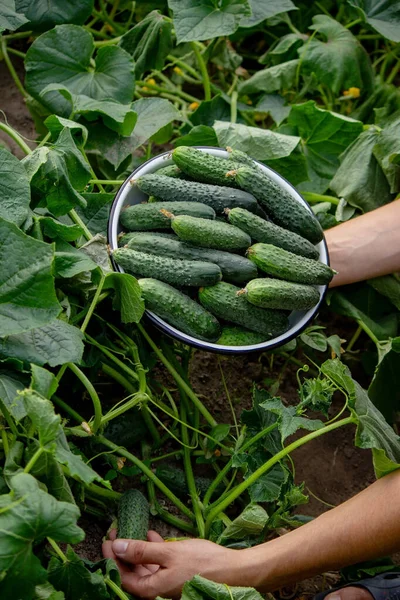 Farmer Holds Cucumbers His Hands Background Garden Selective Focus — Stockfoto